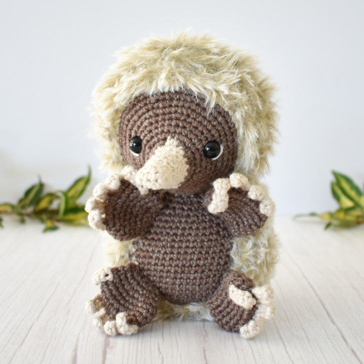 Eddie the baby Echidna